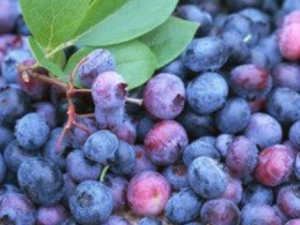 ��ݮһ��Զ���Ϊ�� ����ݮ�Ľ�������Щ