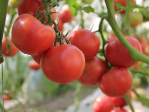 ���������ܺ�ĳЩҩ����� ��������ʱ����¼���Ӫ������ʧ