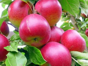 ������ƻ����ñ�� ƻ����õ������뺣��ͬʳ