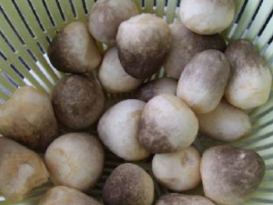 �����Ӫ����ֵ �Թ���ĺô�