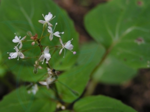 ��ɽ¶��ݵĹ�Ч ��ɽ¶������ļ�ʧ��