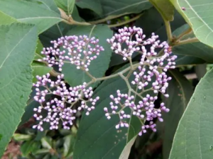 ��Ҷ����Ĺ�Ч ��Ҷ�����η�ʪʹ