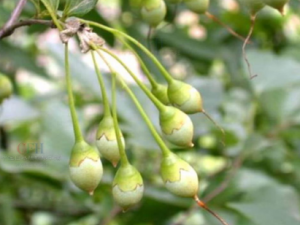 ���黨�Ĺ�Ч ���黨���ο���