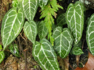 ��ˮ��Ĺ�Ч ��ˮ��������ҧ��