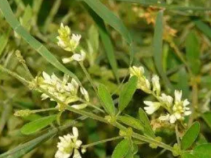 ɡ��÷�ҲݵĹ�Ч ɡ��÷�Ҳ���С����ɬ��ʹ