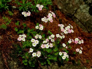 ˿���÷�Ĺ�Ч ˿���÷�����ʺ���