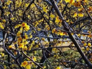 ɽ÷����Ƥ�Ĺ�Ч ɽ÷����Ƥ��ű��