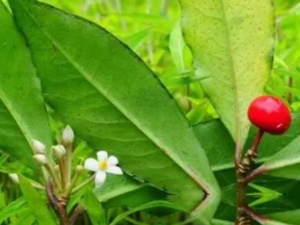 ������ӵĹ�Ч ����������纮��ð