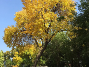 ��������Ĺ�Ч ���������ʪ��к��