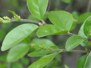 С�����Ĺ�Ч С��������ð����