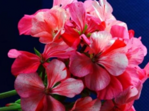 ʯ����Ĺ�Ч ʯ���������ж���