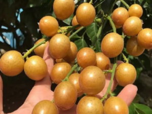 ��Ƥ������Щ��Ч ��Ƥ���ɴٽ���������