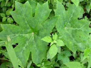 �����ߵĹ�Ч ���������ʺ���ʹ