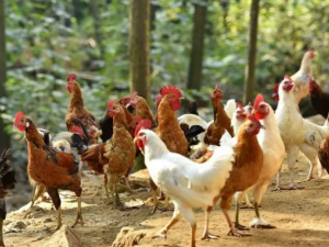 �񼦱��⼦����Ӫ���� �ٶ��������׼�Ӫ��û��ʲô����