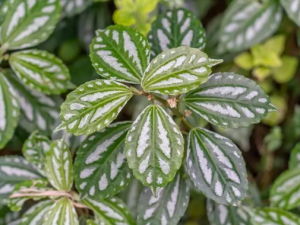 ������ˮ���Ĺ�Ч ������ˮ�����ε�������