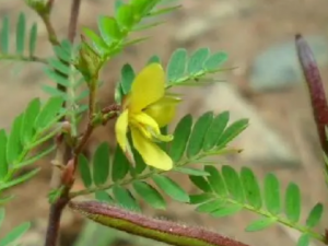 ˮ�����ӵĹ�Ч ˮ��������С���ἲ