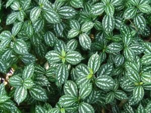 ҶˮĹЧ ҶˮζߣҶࣩҧ