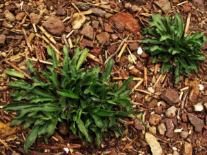 �л���Ѫ�ݵĹ�Ч �л���Ѫ������Ѫ��