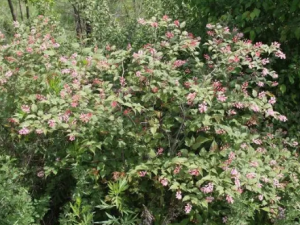 �л�����÷�Ĺ�Ч �л�����÷����ð