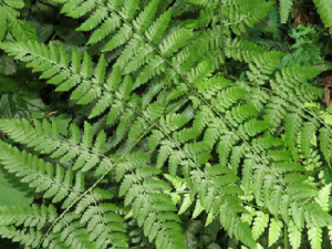 �л��̳�ާ�Ĺ�Ч �л��̳�ާ�������͸���