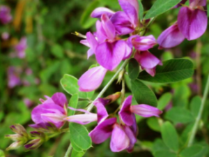 �л���֦�ӵĹ�Ч �л���֦�����ιؽ�ʹ