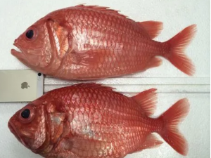 �D��׵Ĺ�Ч �D�����֢������