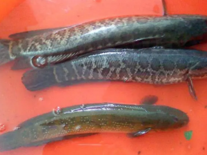 ���Ĺ�Ч ������θ���ʪ��