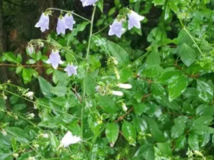 ��ɳ�εĹ�Ч ��ɳ�����ڷ������