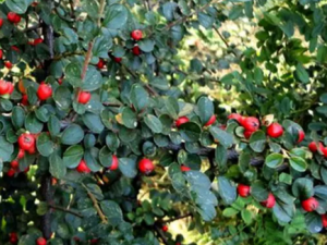 ˮ��ɳ�Ĺ�Ч ˮ��ɳ������йк