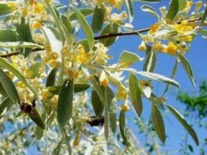 ɳ�滨�Ĺ�Ч ɳ�滨���ÿ�����