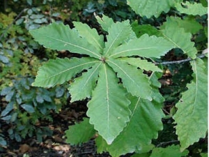 ����Ҷ�Ĺ�Ч�����ú�ҩ�ü�ֵ����