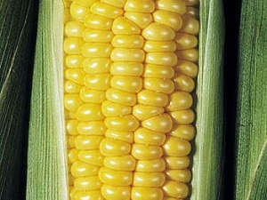 ���׻������Ǳ�  ����ʳ��Ӫ����ֵ���