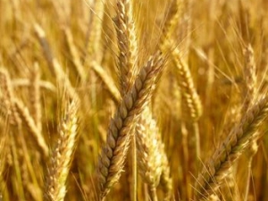 15������Ӫ��ʳ��  ����ֻ��̥������