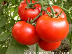 �����ڼ������������Ƥ