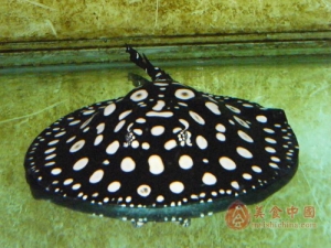 ���Ӫ����ֵ����