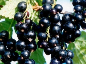 �ڼ�����ʲô����