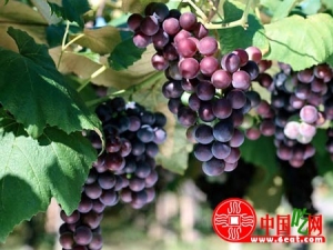 ��ɫʳ��ĺô�