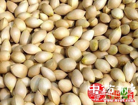 <a href='https://www.zhongyao360.com/z/baiguo/' target='_blank'>׹</a>ĹЧ ׹ĹЧüʳ÷