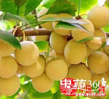 <a href='https://www.zhongyao360.com/z/baiguo/' target='_blank'>׹</a>ĸ ԰׹Ľ