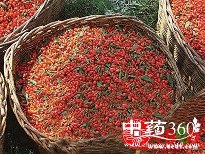 <a href='https://m.zhongyao360.com/z/gouqi/'></a>ĹЧ͸