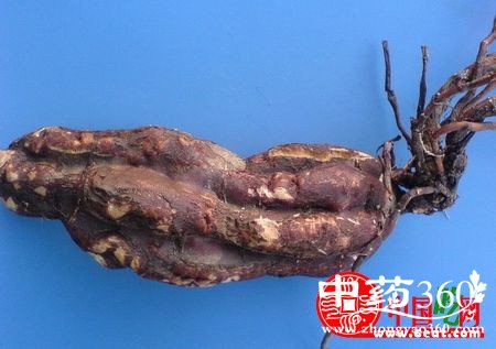 <a href='https://www.zhongyao360.com/z/heshouwu/' target='_blank'></a>ĳԷȫ ô