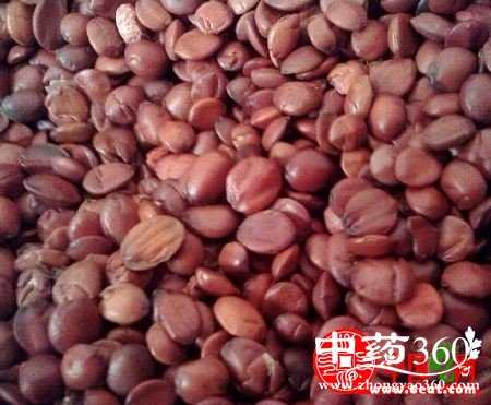 <a href='https://www.zhongyao360.com/z/suanzaoren/' target='_blank'></a>ĹЧ ʵĹЧüʳ÷