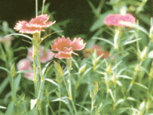 ���󩤩�ʯ��