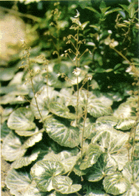 ������ �в�ҩҩ�Ľ���