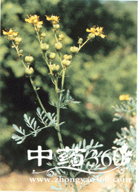 <a href='https://www.zhongyao360.com/z/choucao/' target='_blank'></a> вҩҩĽ