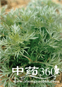 ��� �в�ҩҩ�Ľ���