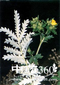 <a href='https://www.zhongyao360.com/z/baijiangcao/' target='_blank'>ܽ</a> вҩҩĽ