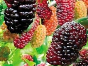 ɣ���Ĺ�Ч�����ú�Ӫ����ֵ