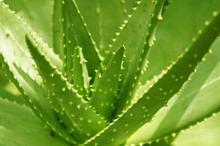 «�������õĹ�Ч�����ú�Ӫ����ֵ