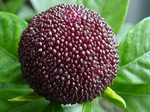 ��÷�Ĺ�Ч�����ú�Ӫ����ֵ